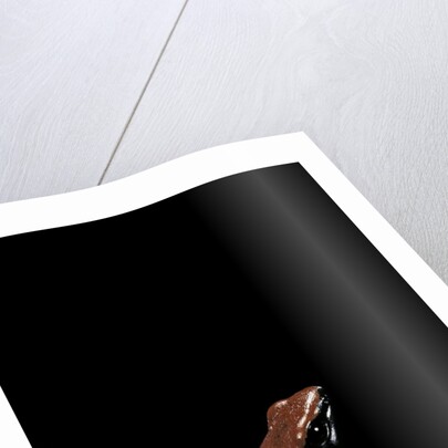 Adelphobates galactonotus (splash-backed poison frog) by Anonymous