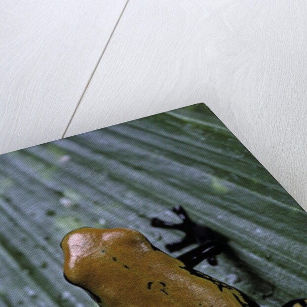 Adelphobates galactonotus (splash-backed poison frog) by Anonymous