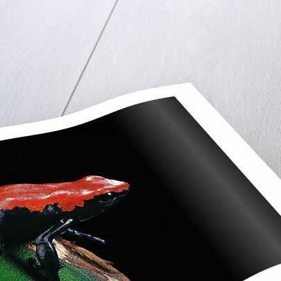 Adelphobates galactonotus (splash-backed poison frog) by Anonymous