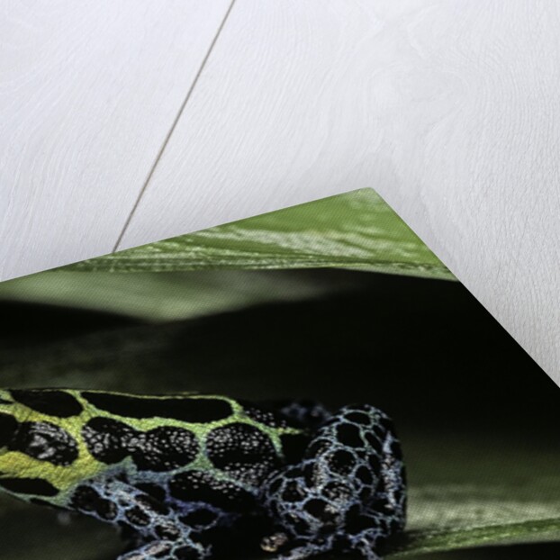 Ranitomeya imitator (mimic poison frog) by Anonymous