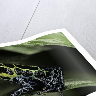 Ranitomeya imitator (mimic poison frog) by Anonymous