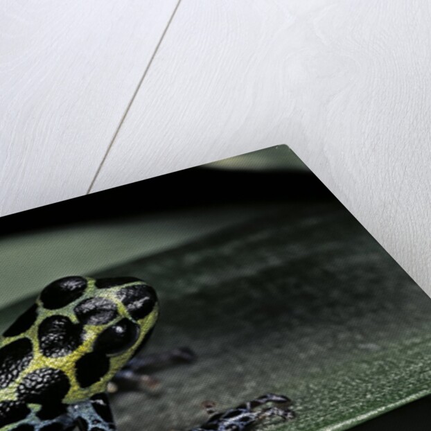 Ranitomeya imitator (mimic poison frog) by Anonymous