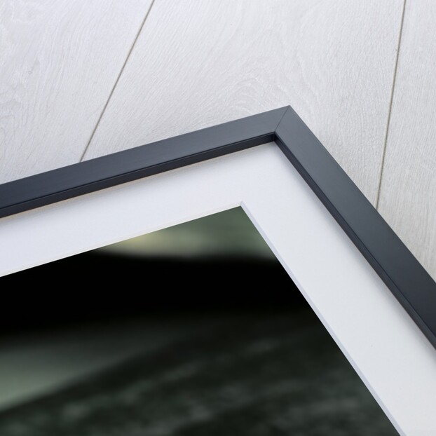 Ranitomeya imitator (mimic poison frog) by Anonymous