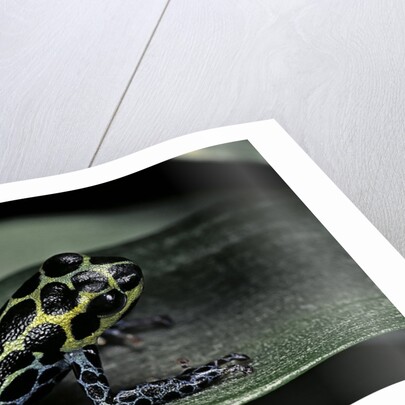 Ranitomeya imitator (mimic poison frog) by Anonymous