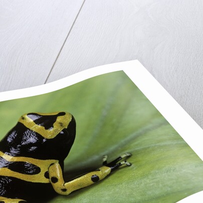 Dendrobates leucomelas (yellow-banded poison dart frog) by Anonymous
