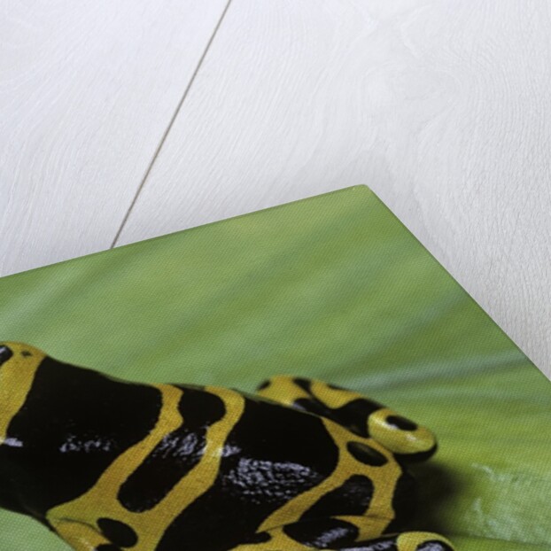 Dendrobates leucomelas (yellow-banded poison dart frog) by Anonymous