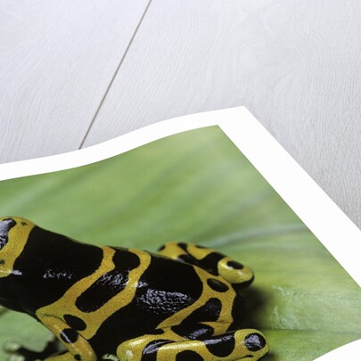 Dendrobates leucomelas (yellow-banded poison dart frog) by Anonymous