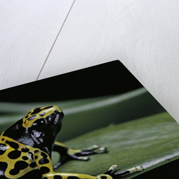 Dendrobates leucomelas (yellow-banded poison dart frog) by Anonymous