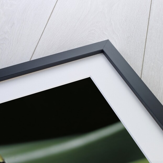 Dendrobates leucomelas (yellow-banded poison dart frog) by Anonymous