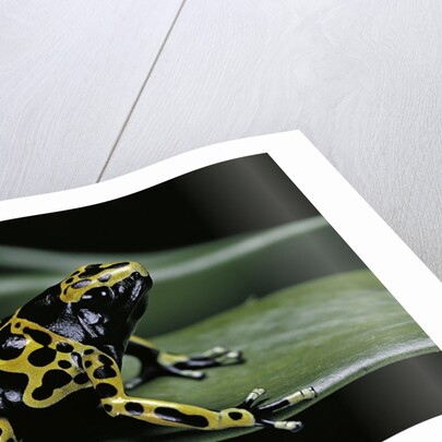 Dendrobates leucomelas (yellow-banded poison dart frog) by Anonymous