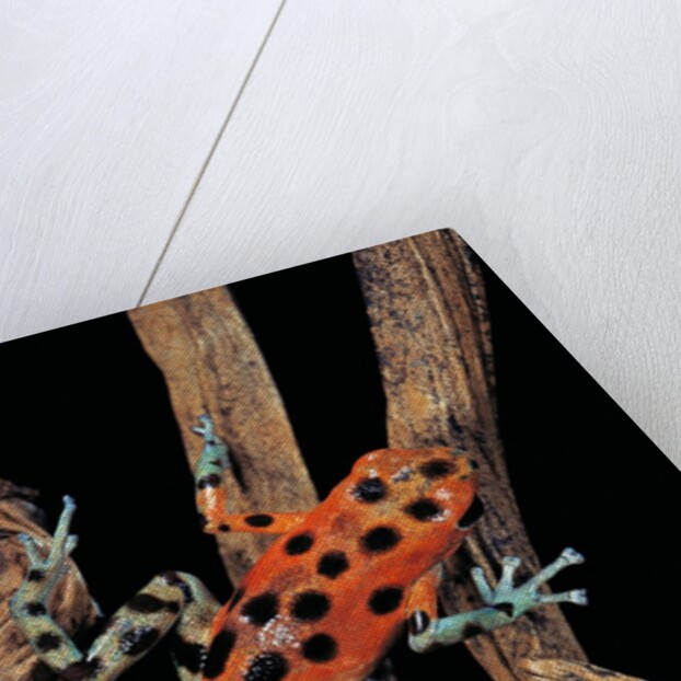 Oophaga pumilio f. bastimentos (strawberry poison-dart frog) by Anonymous