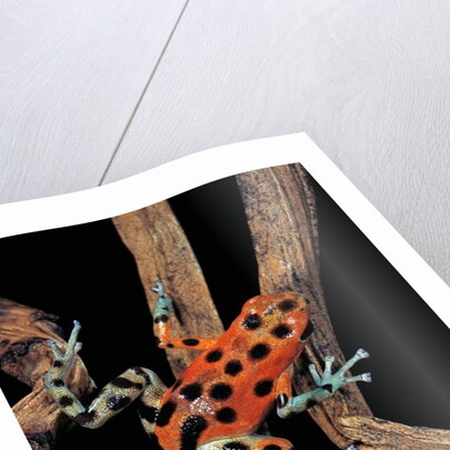 Oophaga pumilio f. bastimentos (strawberry poison-dart frog) by Anonymous