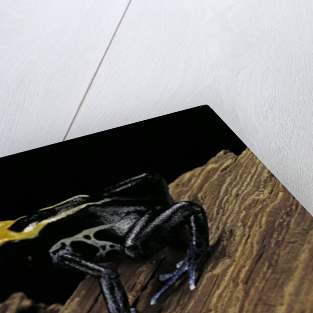 Dendrobates tinctorius f. brazil (dyeing poison dart frog) by Anonymous