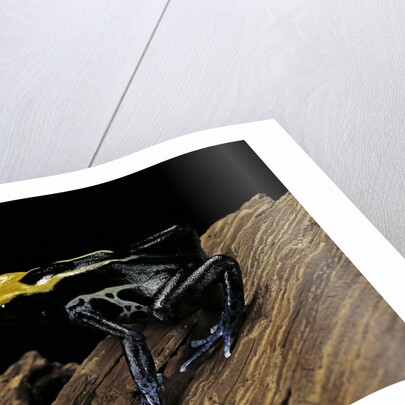 Dendrobates tinctorius f. brazil (dyeing poison dart frog) by Anonymous