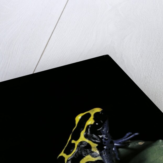 Dendrobates tinctorius (dyeing poison dart frog) by Anonymous