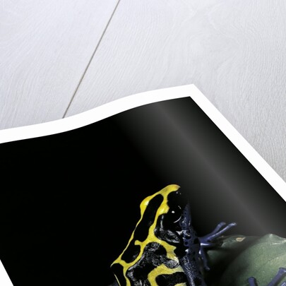 Dendrobates tinctorius (dyeing poison dart frog) by Anonymous
