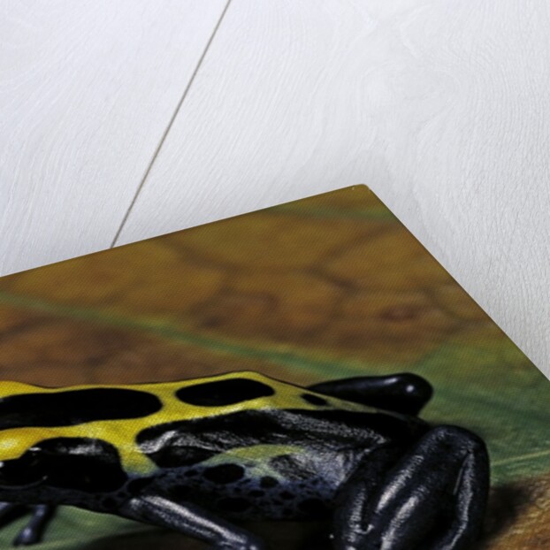 Dendrobates tinctorius (dyeing poison dart frog) by Anonymous