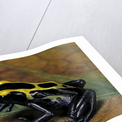 Dendrobates tinctorius (dyeing poison dart frog) by Anonymous