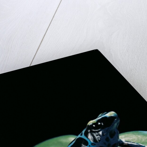 Dendrobates tinctorius f. agreja (dyeing poison dart frog) by Anonymous