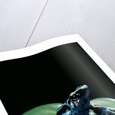 Dendrobates tinctorius f. agreja (dyeing poison dart frog) by Anonymous
