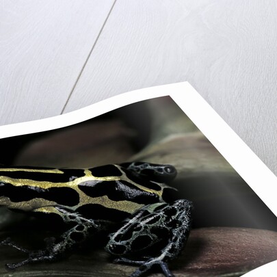 Ranitomeya ventrimaculata (reticulated poison frog) by Anonymous