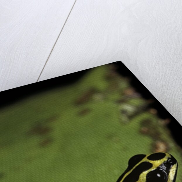 Ranitomeya ventrimaculata (reticulated poison frog) by Anonymous