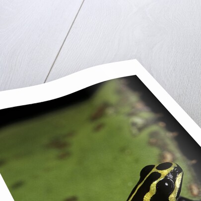 Ranitomeya ventrimaculata (reticulated poison frog) by Anonymous