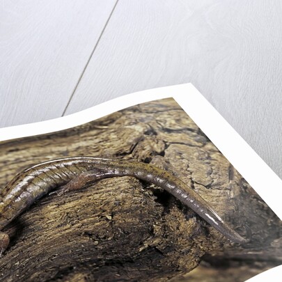 Desmognathus fuscus (northern dusky salamander) by Anonymous