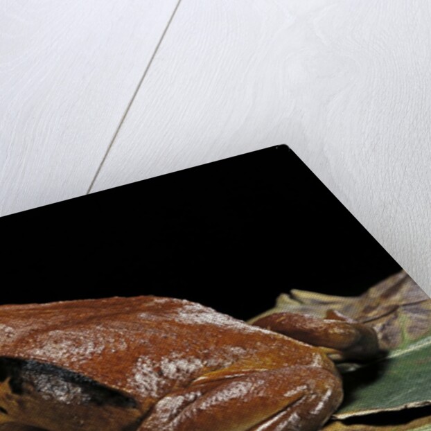 Dyscophus antongilii (Madagascar tomato frog) by Anonymous