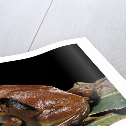 Dyscophus antongilii (Madagascar tomato frog) by Anonymous