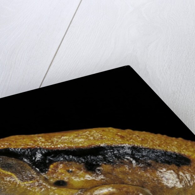 Dyscophus guineti (false tomato frog) by Anonymous