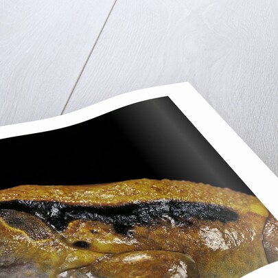 Dyscophus guineti (false tomato frog) by Anonymous