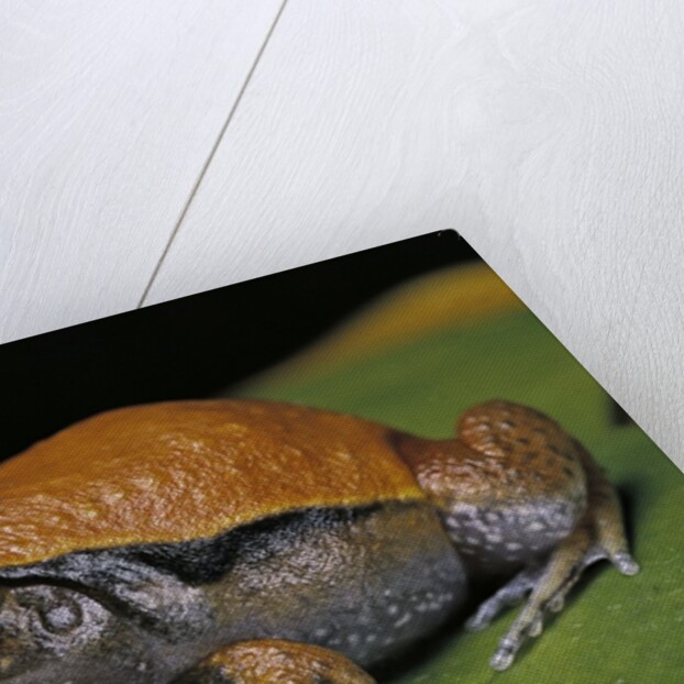Dyscophus guineti (false tomato frog) by Anonymous