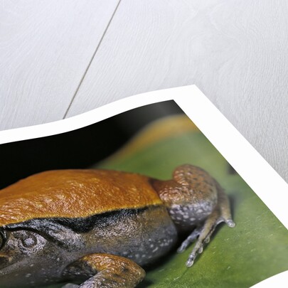 Dyscophus guineti (false tomato frog) by Anonymous