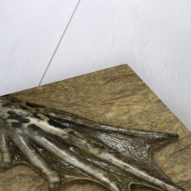 edible frog - webbed foot by Anonymous