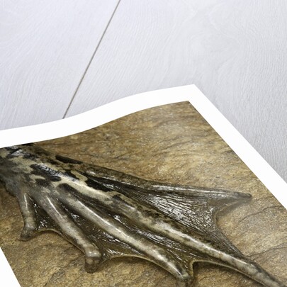 edible frog - webbed foot by Anonymous