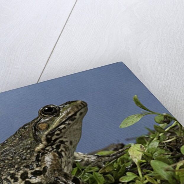edible frog by Anonymous