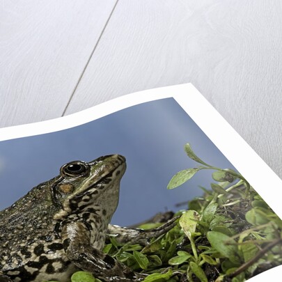 edible frog by Anonymous