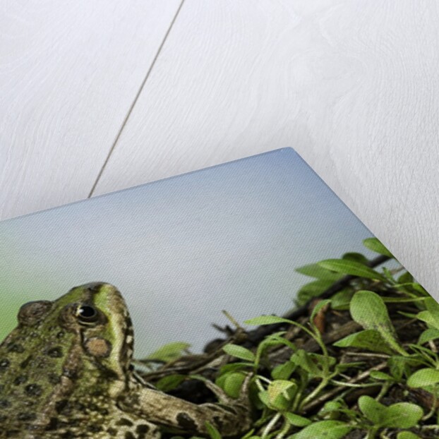 edible frog by Anonymous