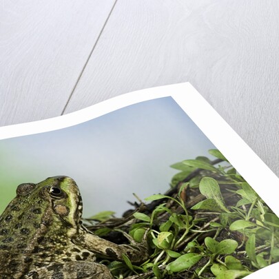 edible frog by Anonymous