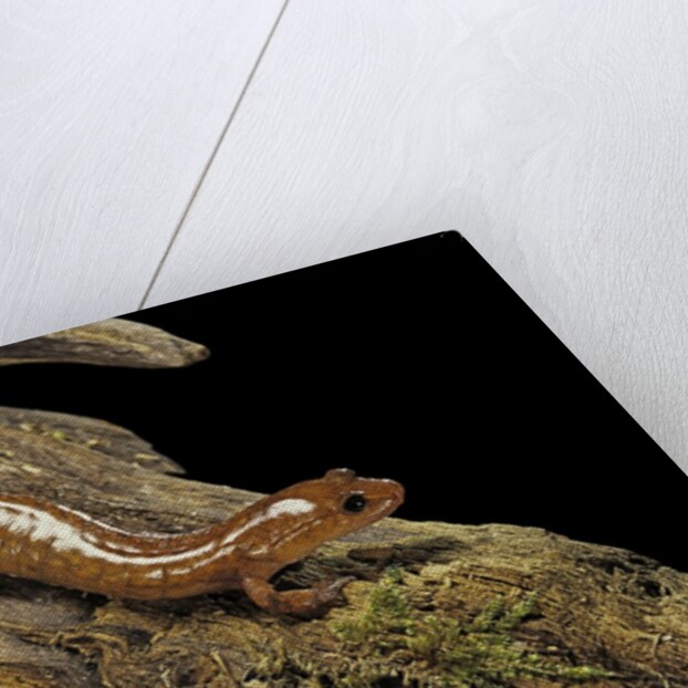 Gyrinophilus porphyriticus (spring salamander) by Anonymous