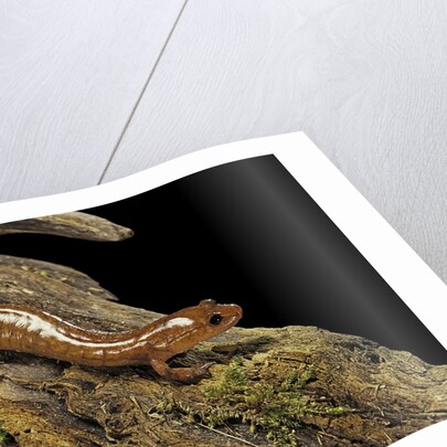Gyrinophilus porphyriticus (spring salamander) by Anonymous