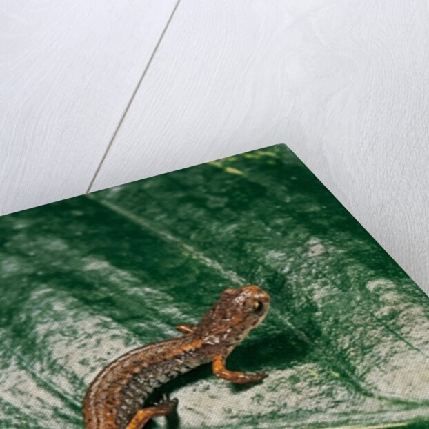 Hemidactylium scutatum (four-toed salamander) by Anonymous