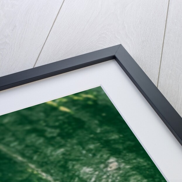 Hemidactylium scutatum (four-toed salamander) by Anonymous