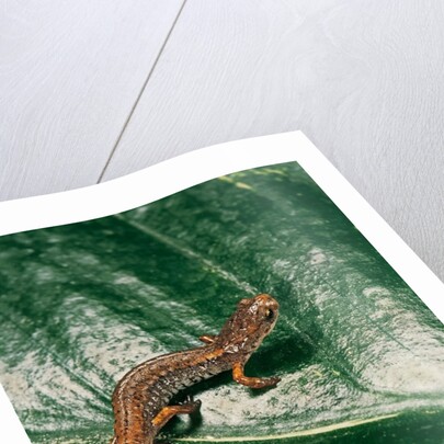 Hemidactylium scutatum (four-toed salamander) by Anonymous