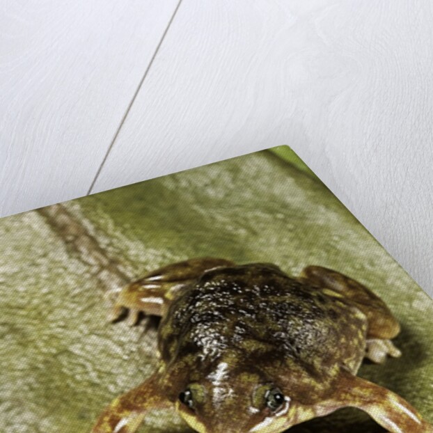 Hemisus marmoratus (shovel-nosed frog) by Anonymous