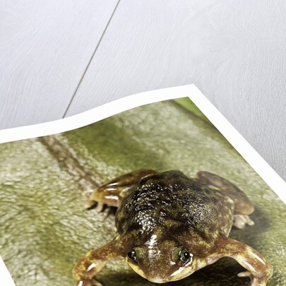 Hemisus marmoratus (shovel-nosed frog) by Anonymous