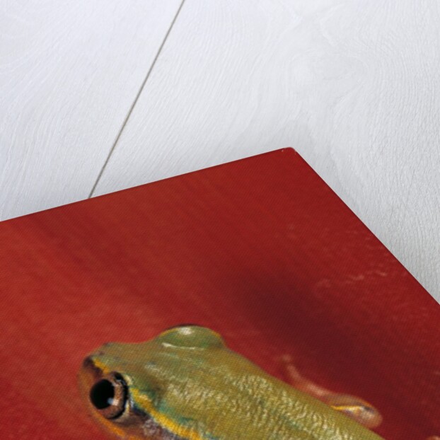 Heterixalus betsileo (Betsileo reed frog) by Anonymous