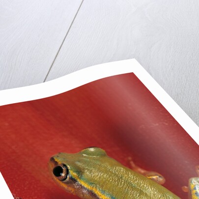 Heterixalus betsileo (Betsileo reed frog) by Anonymous