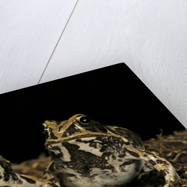 Hildebrandtia ornata (ornate frog) by Anonymous